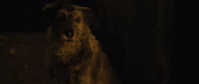 Come here boy You can keep doing that foreverThe dog is never going to moveOh excuse us if we haven't resigned ourselves to the gallows just yet - Pirates of the Caribbean: The Curse of the Black Pearl