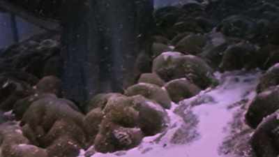 You can look at growth rings in corals - Chasing Coral