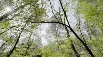 You can look up
the foliage here, - Secret Nazi Ruins