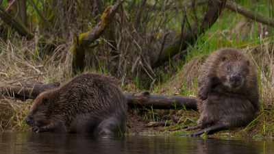 You can never get enough
of a good scratch. - Wild Nordic