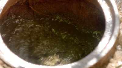 You can see all this is roots - Sewer Divers