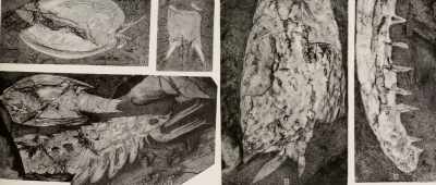 You can see where all the different bodies fit each other. - Is Genesis History?