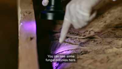 You can see some fungal
colonies here. - Tutankhamun: Secrets of the Tomb