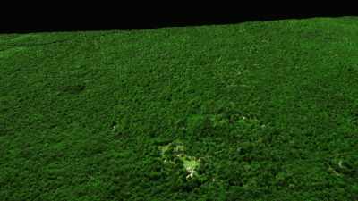 You can see some stuff
poking through where
it's been cleared. - Lost Treasures of the Maya