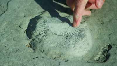 You can see the whorls there, - Attenborough and the Sea Dragon