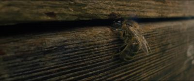 You can understand people even when they don't speak - Tell It to the Bees