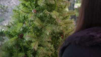 You cannot go wrong
with a classic Fraser fir. - A Country Christmas Harmony