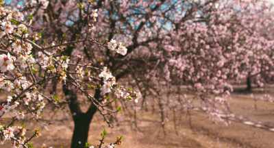 You can't bring the dead
back to life, - The Pollinators