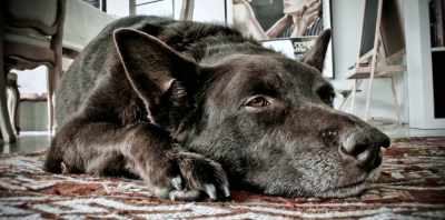 You could tell.
He expressed it. He emoted it. - Koko: A Red Dog Story