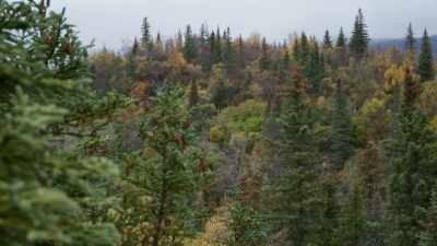 You definitely gotta be
vigilant to keep these bears - Life Below Zero: First Alaskans