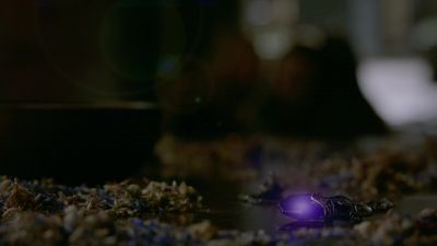 You did it. - The Originals