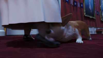 You were disobedient. Ripped in! - The Queen's Corgi
