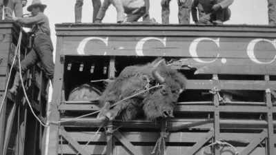 You don't mess with
a 2,000-pound animal - The American Buffalo
