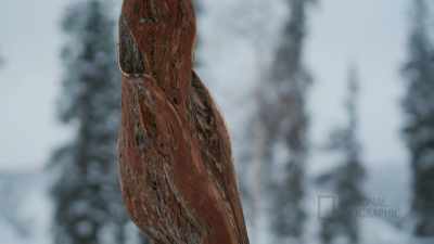You don't see logs this
big or with this beautiful - Life Below Zero: First Alaskans