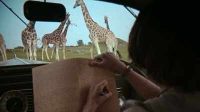 You feel that
what they're doing after that, - The Woman Who Loves Giraffes