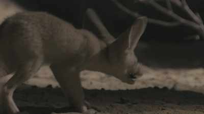 You, my friend, just ate... a legend. - Absurd Planet