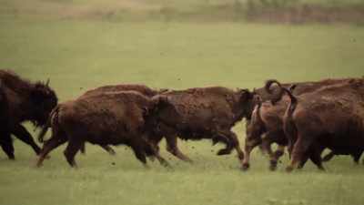 You get a few.
And when you get them, - The American Buffalo