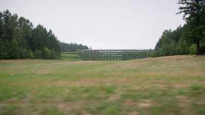 You go around the
campus and the museum, - Trees and Other Entanglements