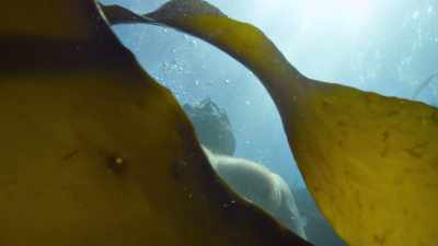 You go into that water... - My Octopus Teacher