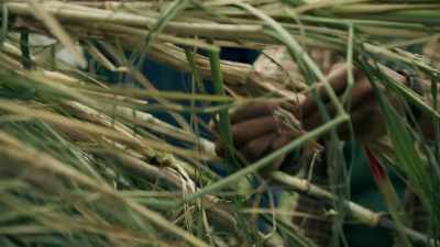 You gonna ruin it
before we put it
in the ground. - Queen Sugar