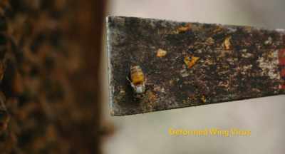 You got, you know,
poor nutrition, - The Pollinators