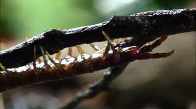 You gotta find these
things under leaves, - Kings of Pain