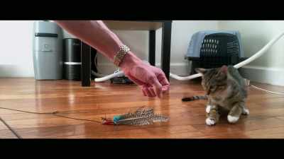 You have to show
over and over again - Cat Daddies