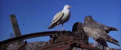 You have the freedom to be yourself - Jonathan Livingston Seagull