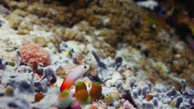You hear pops and grunts
and gurgles and snaps. - Blue Planet II