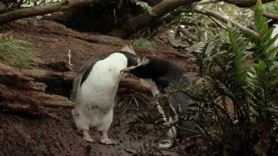 You honestly think
he's gonna hit ‐‐ - When Nature Calls with Helen Mirren