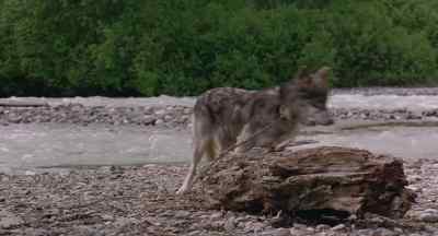 You hungry, boy? - White Fang