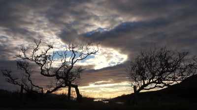 You imagined the film's landscape
with angular trees against the sky. - The Eyes of Orson Welles