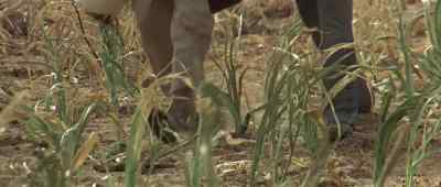 You just don't know
how to grow corn, Paco. - The Appaloosa