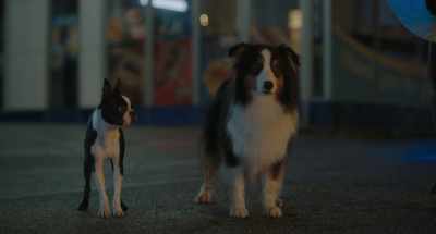 You just don't understand
the situation, - Strays