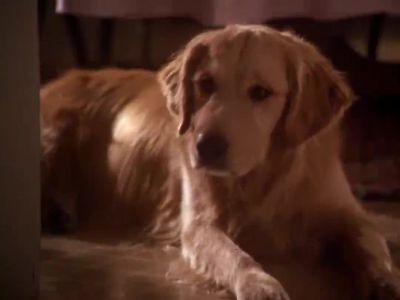 You were just jealous cos I smelled it first - Homeward Bound: The Incredible Journey
