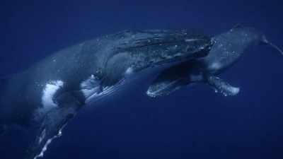 You just really sense this,
uh, this emotional bond. - Secrets of the Whales