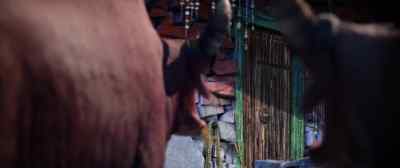 You killed her again! - Missing Link