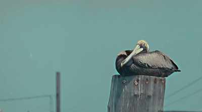You know, a little off
the beaten path. - The Bee Gees: How Can You Mend a Broken Heart