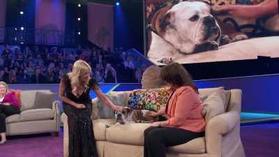 You know, all he needs right now - 2022 American Rescue Dog Show