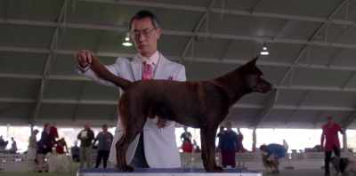 You know, he always thought
that he was the top dog. - Koko: A Red Dog Story
