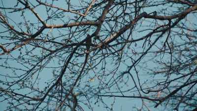 You know, at the
end, they were saying - Phoenix Rising