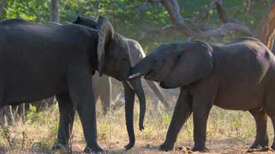 You know, they do so many things
that we would, sort of, recognize. - In the Footsteps of Elephant