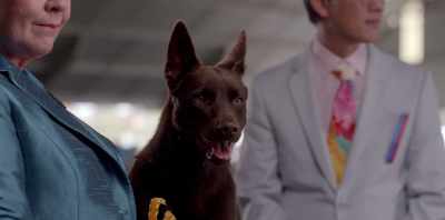 You know who doesn't think
you're special, Koko? - Koko: A Red Dog Story