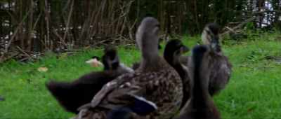 - You know?
- ( ducks quacking ) - Fart: A Documentary