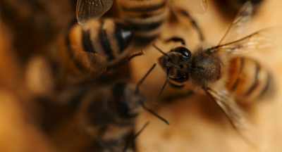 You know, everybody's wanting
to thin right now, - The Pollinators