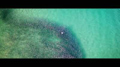 You know, for example, - Envoy: Shark Cull