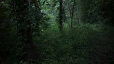 You know how fireflies blink
on and off to attract a female? - Cosmos: Possible Worlds