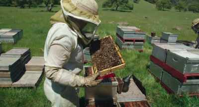 You know,
if queens are starting to fail, - The Pollinators