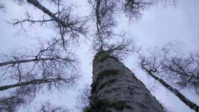 You know, I'm cuttin' down a
tree that weighs several tons. - Life Below Zero: Next Generation