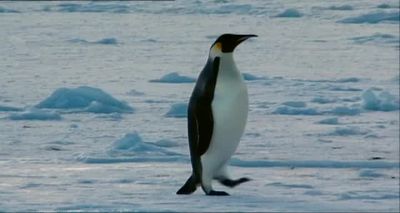 You know I'm so full right now - Farce of the Penguins